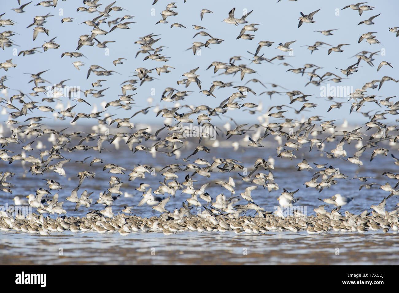 Dunlin (Calidris alpina) and Knot (Calidris canutus), flock, in flight, taking off from mudflat, Hoylake, Dee Estuary, Merseyside, England, January Stock Photo