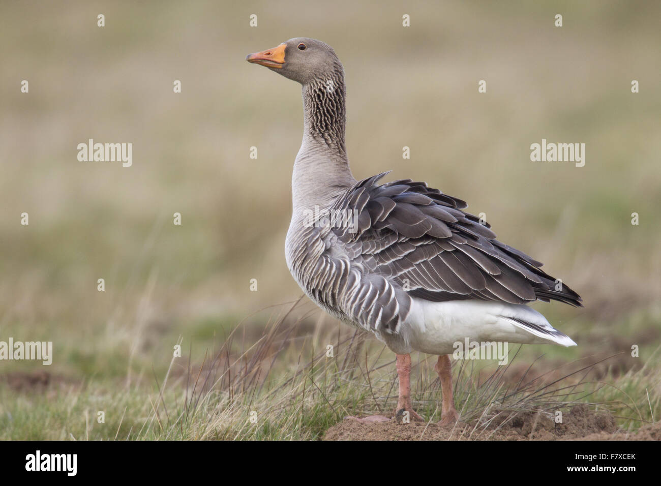 Greylag Goose (Anser anser) adult, with ruffled feathers, standing on pasture, Berwickshire, Scottish Borders, Scotland, March Stock Photo