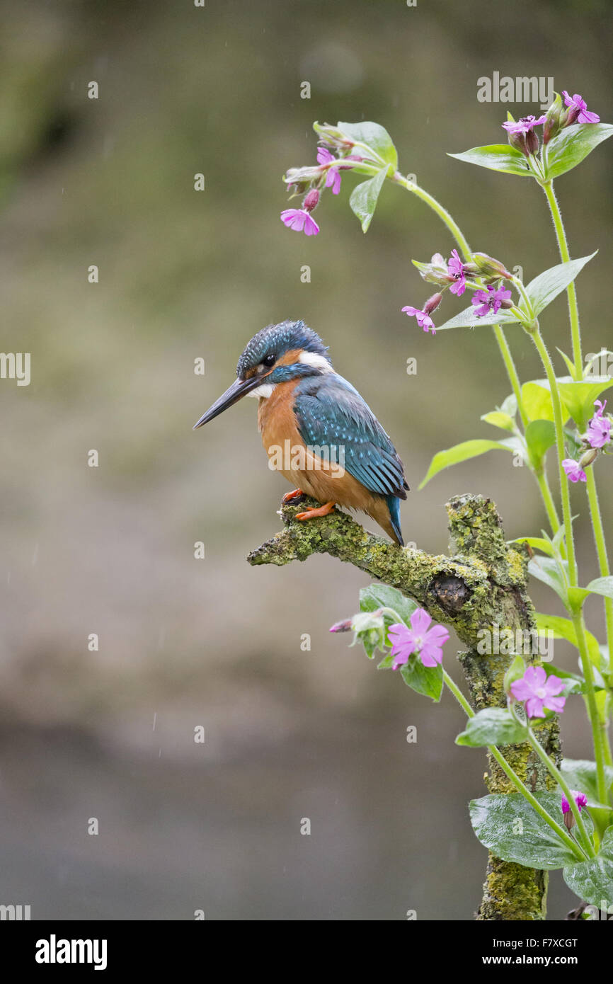 Common Kingfisher (Alcedo atthis) adult male, perched on lichen covered twig amongst Red Campion (Silene dioica) flowers, Suffolk, England, May Stock Photo