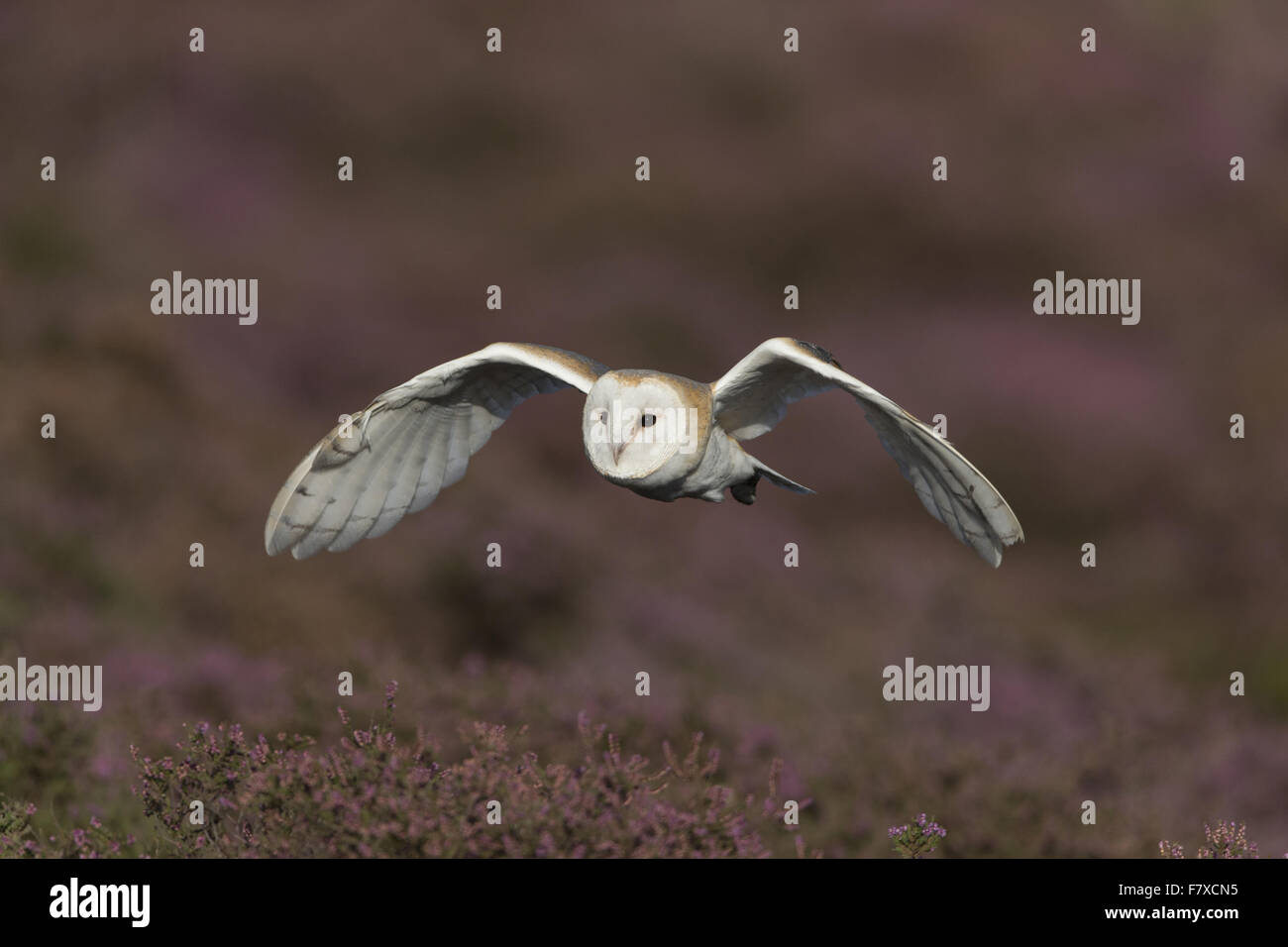 Barn Owl (Tyto alba) adult, in flight over flowering heather, Suffolk, England, September (captive) Stock Photo