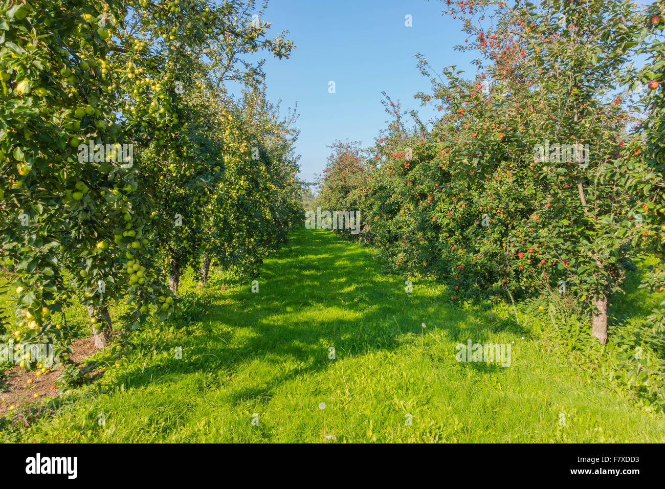 Cider apples ready for harvesting. Herefordshire UK Stock Photo Alamy