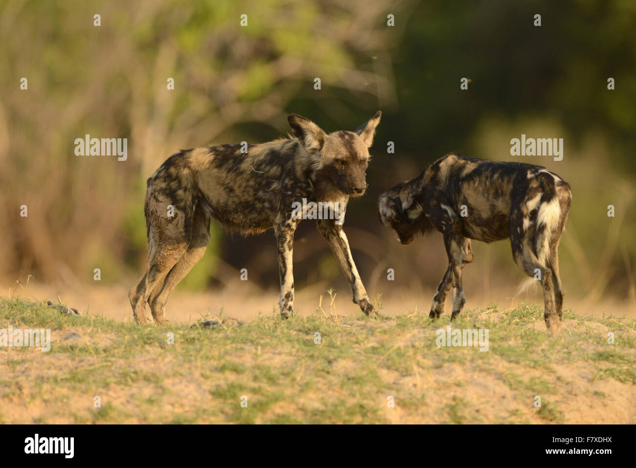 African Wild Dog (Lycaon pictus pictus) two adults, with one showing submissive behaviour, Mana Pools N.P., Mashonaland, Zimbabwe, November Stock Photo
