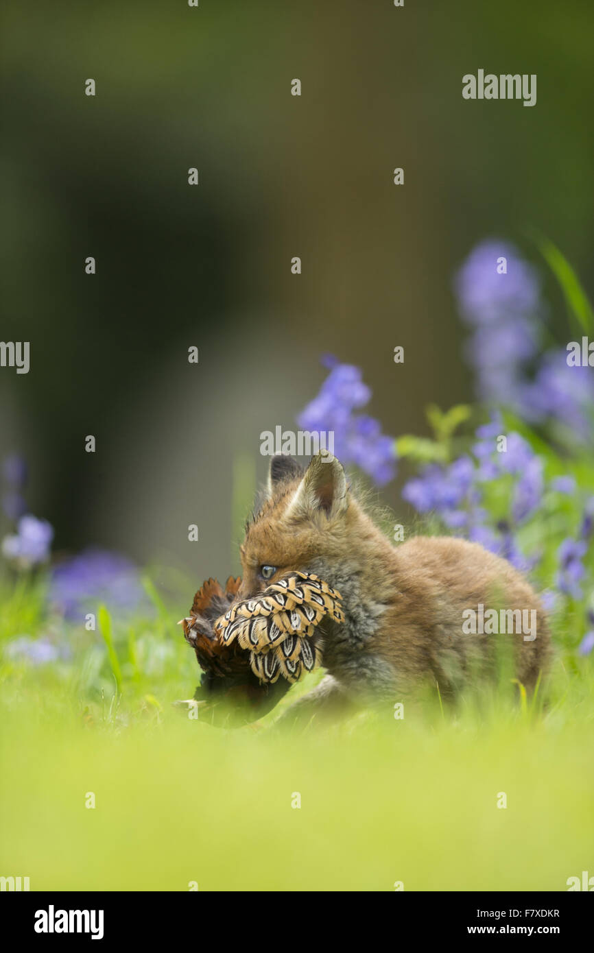 European Red Fox (Vulpes vulpes) cub, with Common Pheasant (Phasianus colchicus) head in mouth, walking amongst Common Bluebell Stock Photo