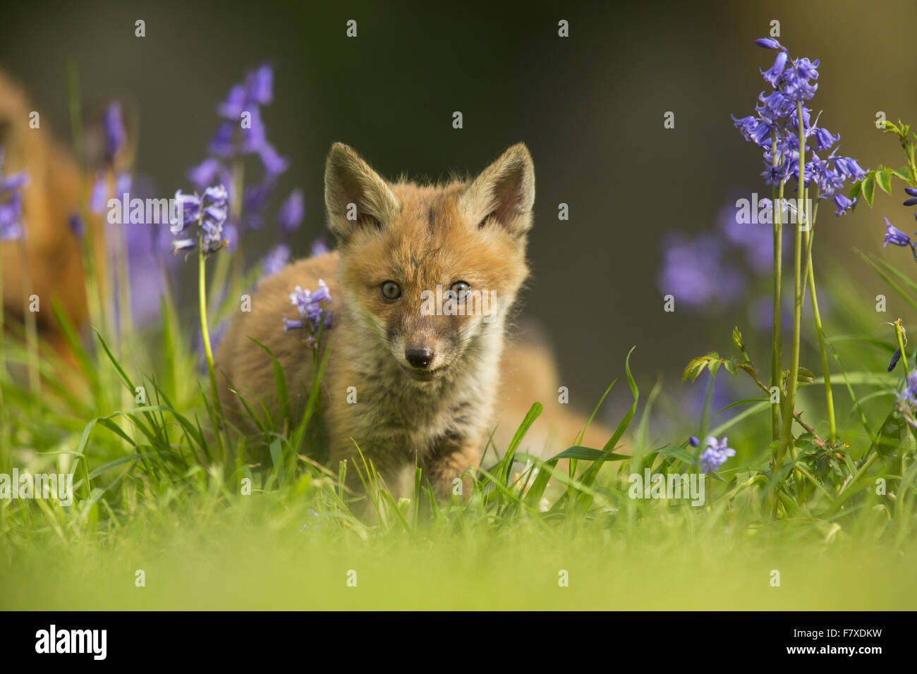 European Red Fox (Vulpes vulpes) cub, standing amongst Common Bluebell (Hyacinthoides non-scripta) flowers in city cemetery, London, England, April Stock Photo