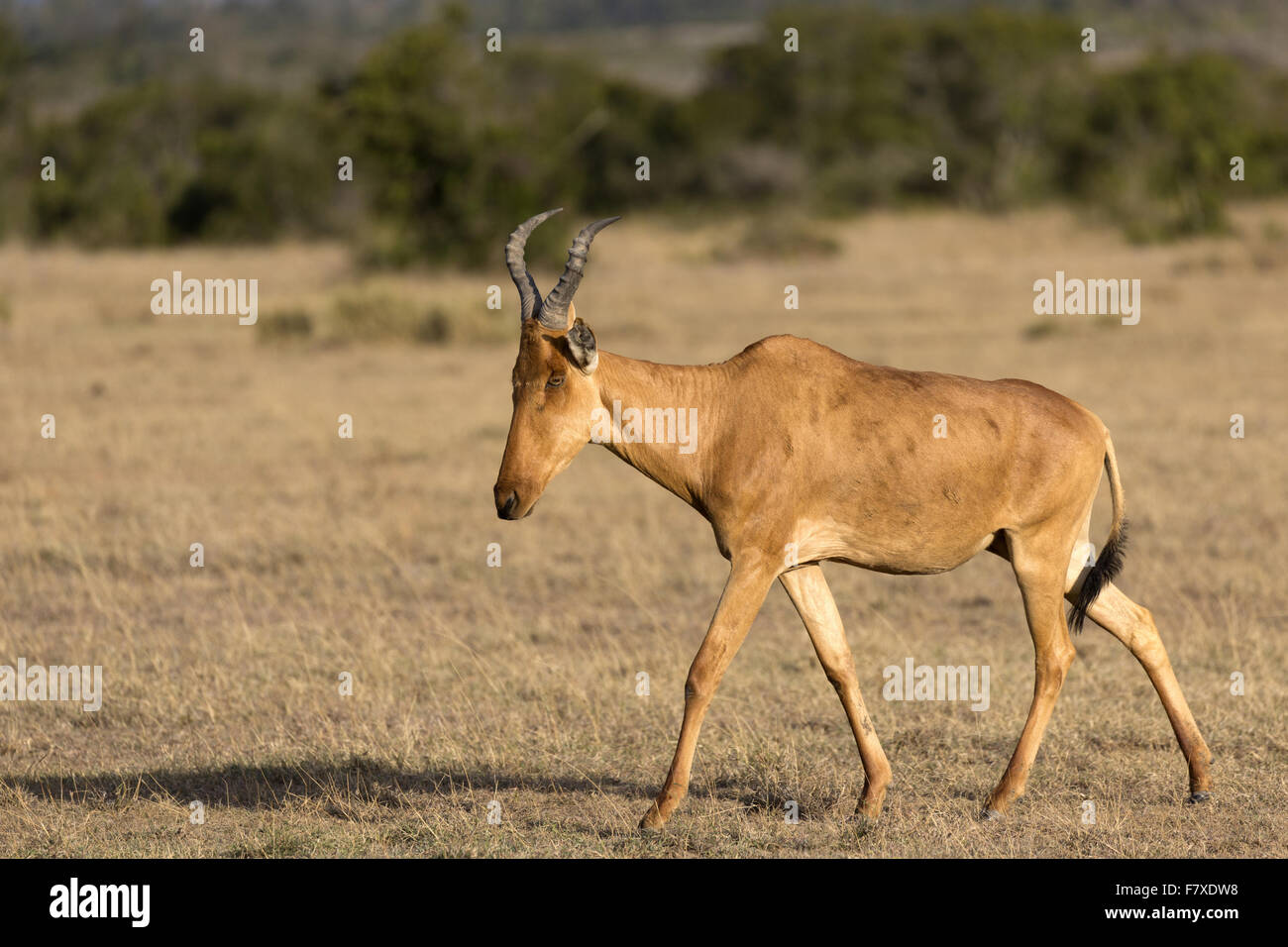 Coke's Hartebeest (Alcelaphus buselaphus cokii) adult, walking in ...
