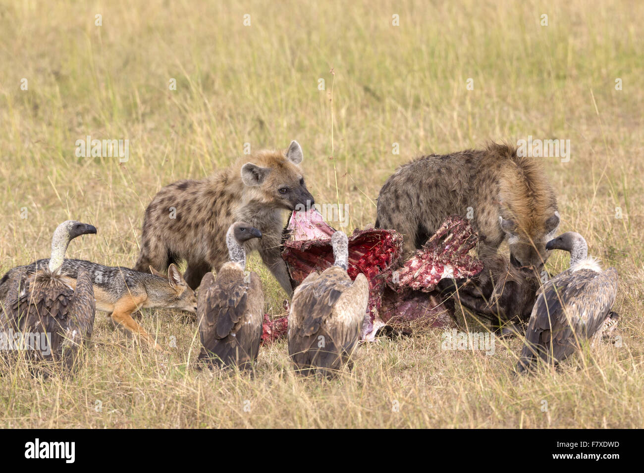杉本博司 ポスター Hyena-Jackal-Vulture, 1976 Hyena jackal vulture hi-res stock photography and images - Alamy