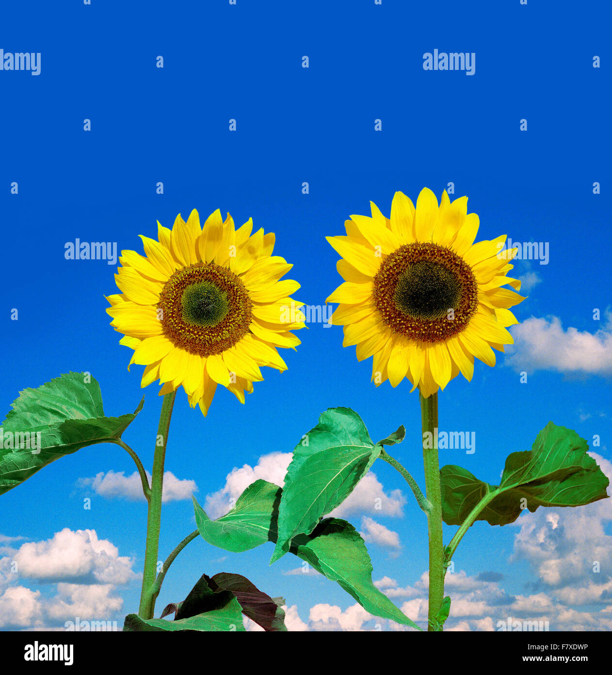 Two friendly sunflowers Stock Photo