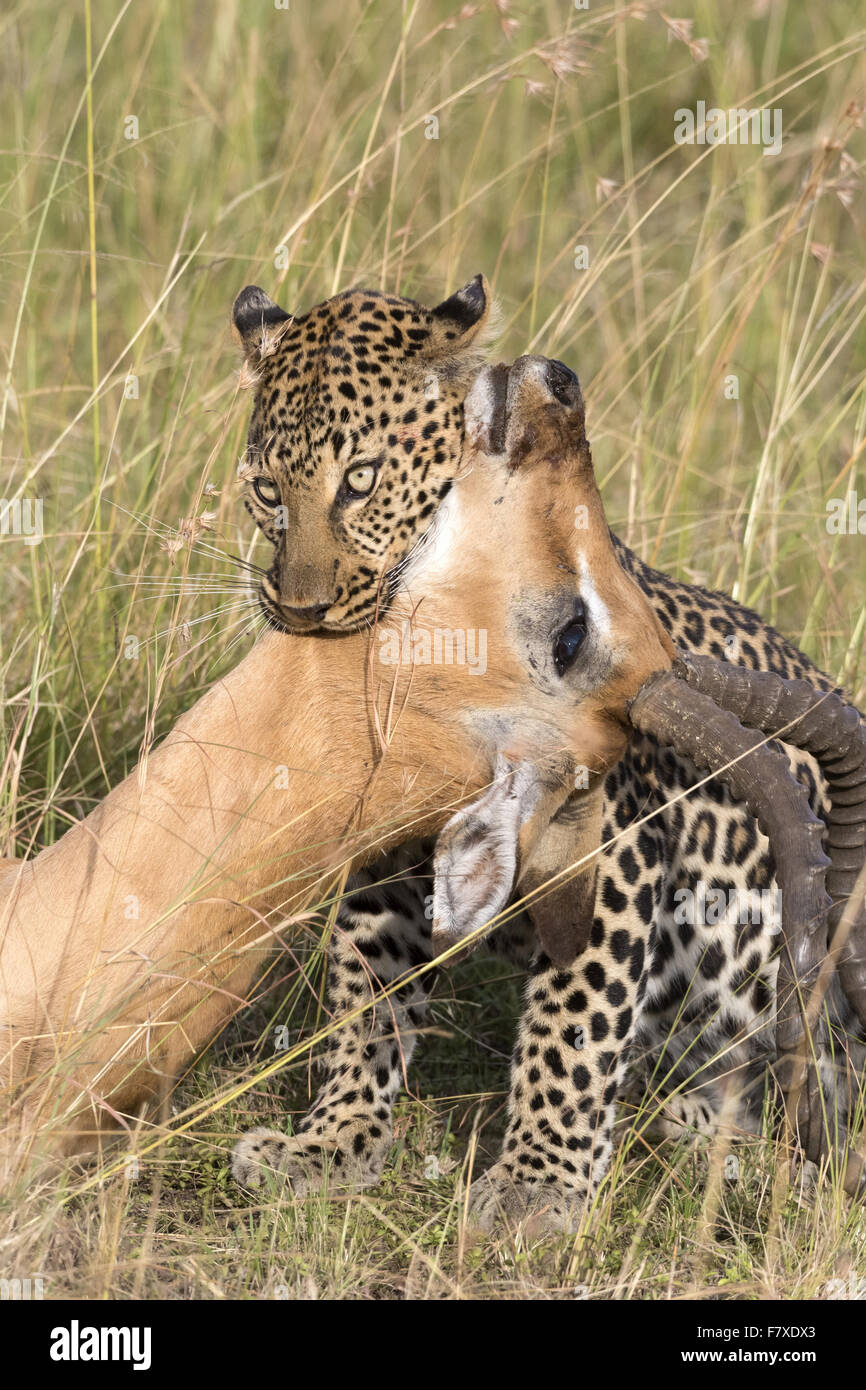 Unveiling the Tragedy of Animal Murder - Understanding Its Causes and Consequences