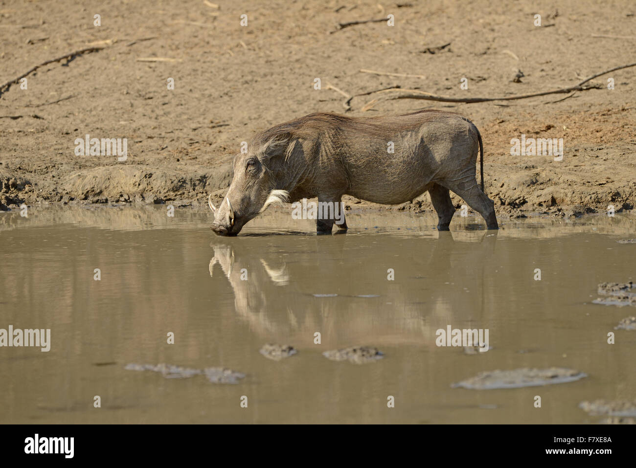 Common Warthog (Phacochoerus africanus sundevallii) adult, drinking