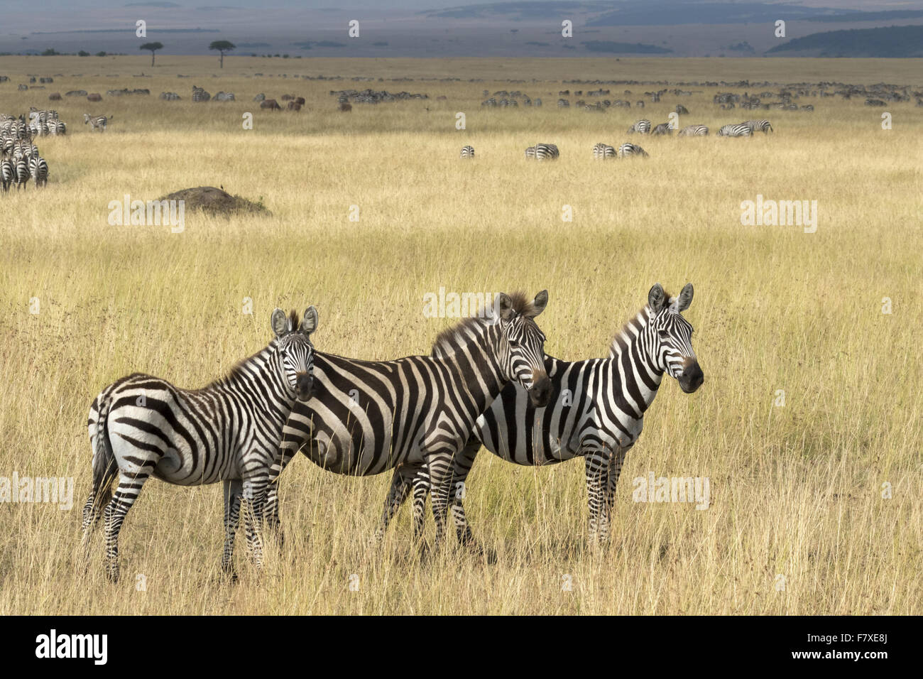 Grant's Zebra (Equus quagga boehmi) herd, standing in grassland habitat ...
