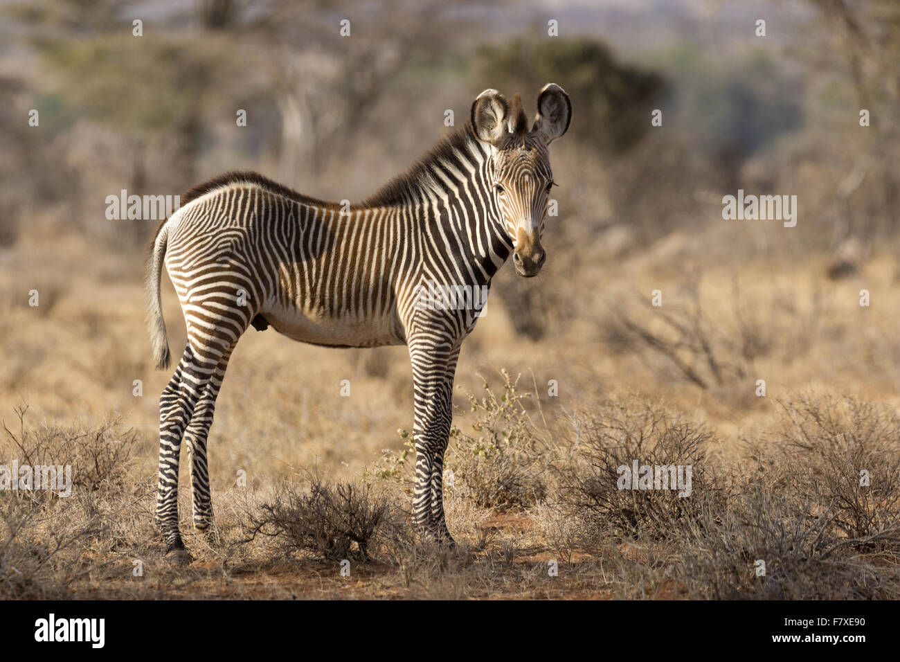 Grevys zebra foal equus grevyi hi-res stock photography and images - Alamy