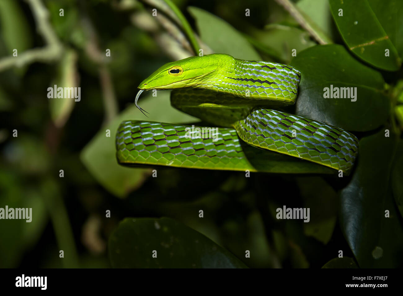 Oriental Whipsnake (Ahaetulla prasina) adult, flicking forked tongue, at night, Bali, Lesser Sunda Islands, Indonesia, July Stock Photo