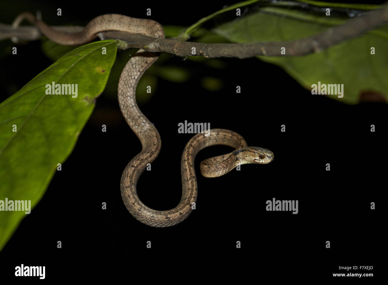 Dog-toothed Cat Snake (Boiga cynodon) young, hanging from branch at night, Bali, Lesser Sunda Islands, Indonesia, July Stock Photo