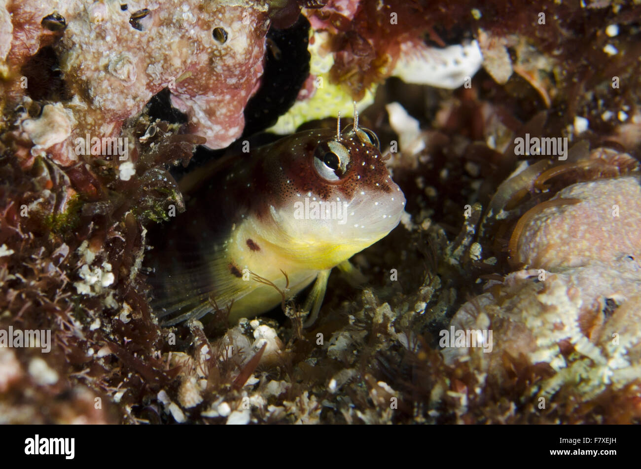 Delicate Blenny (Glyptoparus delicatulus) adult, sheltering in hole, Tepekong, Candidasa, Bali, Lesser Sunda Islands, Indonesia, August Stock Photo