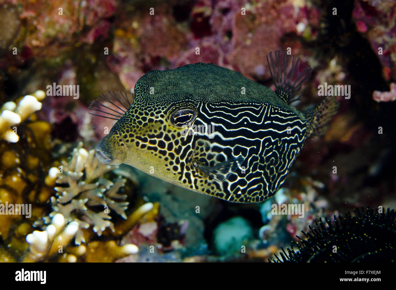 Reticulate Boxfish (Ostracion solorensis) adult female, Mimping, Candidasa, Bali, Lesser Sunda Islands, Indonesia, August Stock Photo