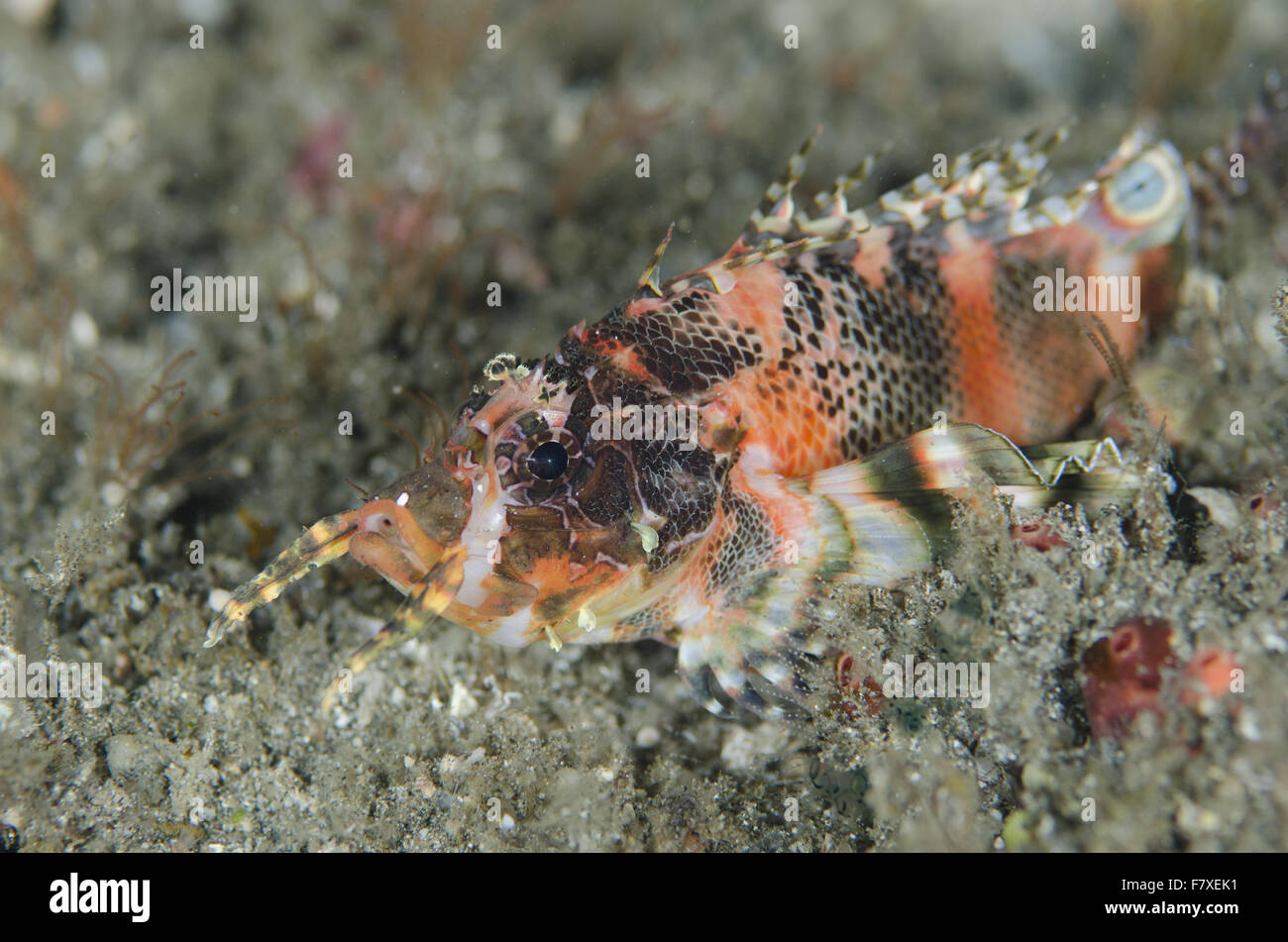 Twinspot Lionfish (Dendrochirus biocellatus) adult, Candidasa, Bali, Lesser Sunda Islands, Indonesia, August Stock Photo
