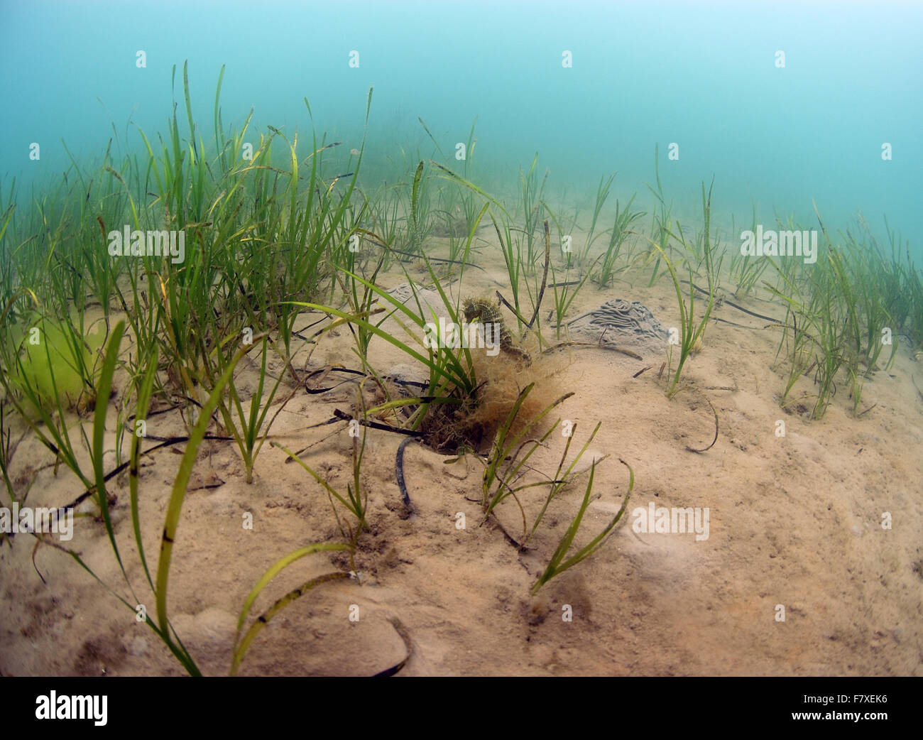 Long-snouted Seahorse (Hippocampus guttulatus) adult, in Eelgrass (Zostera marina) bed habitat, Studland Bay, Isle of Purbeck, Dorset, England, August Stock Photo