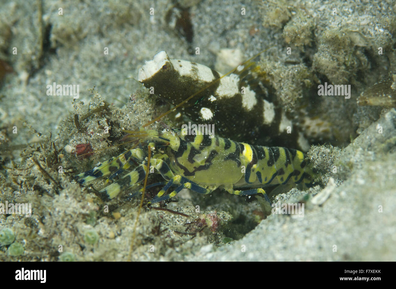 Marbled Snapping Shrimp (Alpheus rapax) adult, and Saddled Shrimpgoby (Cryptocentrus leucostictus) adult, at entrance to shared Stock Photo