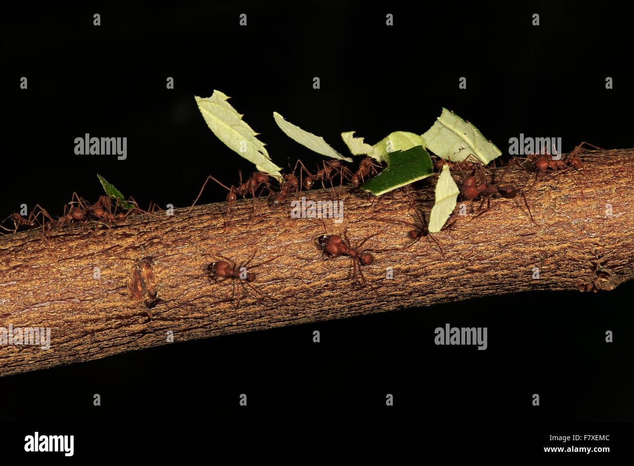 Leafcutter Ant (Atta sexdens) adult female workers, 'forager-excavator' caste carrying cut leaf sections whilst being guarded by 'soldier' caste (captive) Stock Photo
