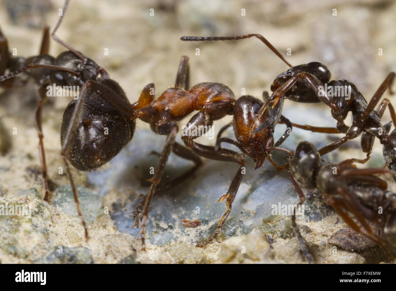 Wood Ant (Formica lemani) adult workers, attacking Hairy Wood Ant (Formica lugubis) adult worker, Shropshire, England, April Stock Photo