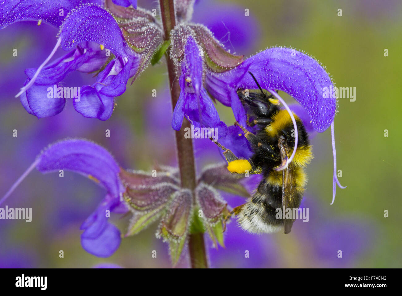 Garden Bumblebee (Bombus hortorum) adult worker, feeding on Meadow Clary (Salvia pratensis) flower, Causse de Gramat, Massif Central, Lot Region, France, May Stock Photo