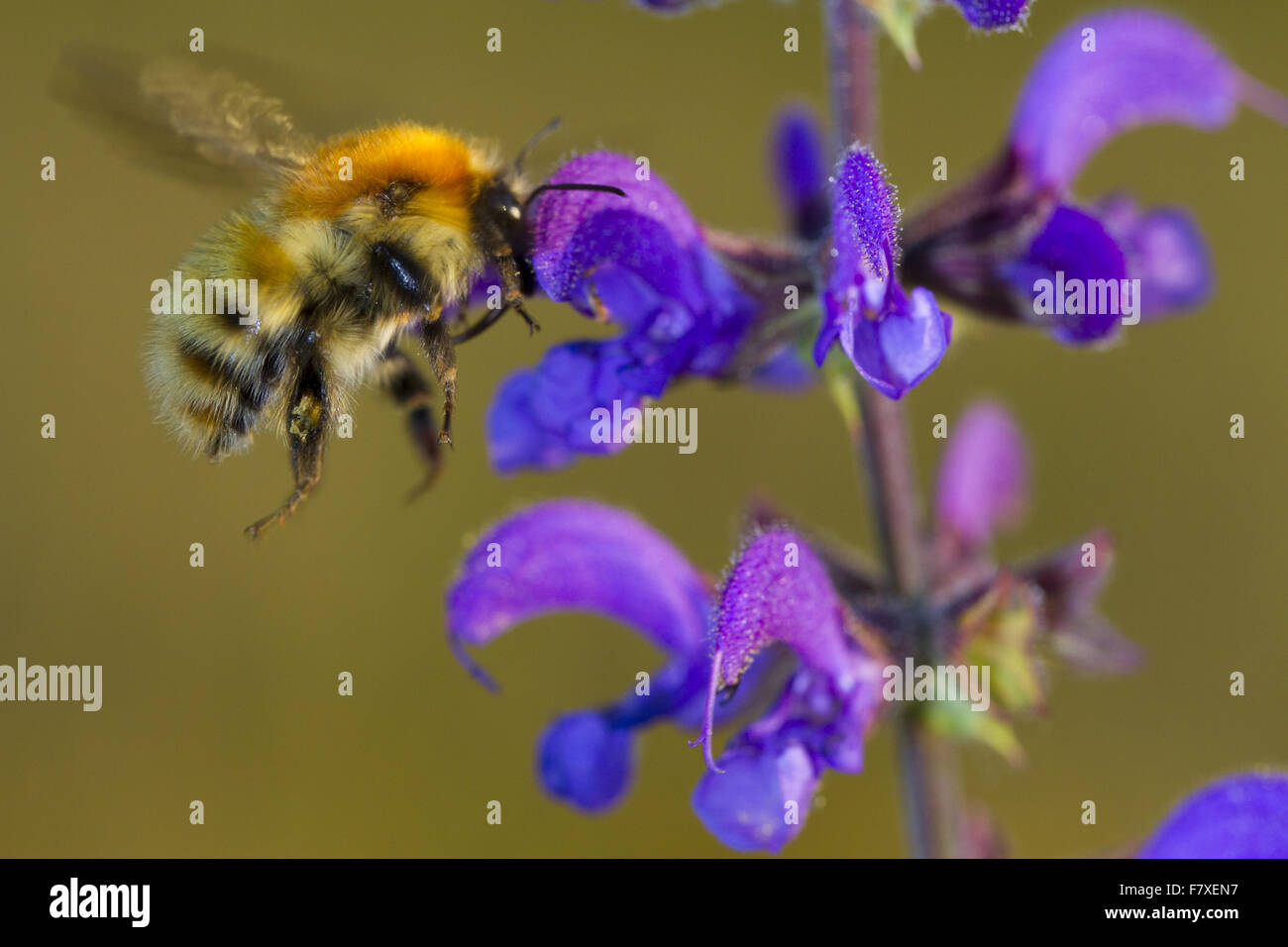 Bombus humilis hi-res stock photography and images - Alamy