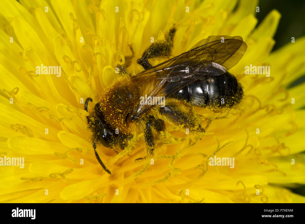 Grey-patched Mining Bee (Andrena nitida) adult female, feeding on dandelion flower, Powys, Wales, April Stock Photo