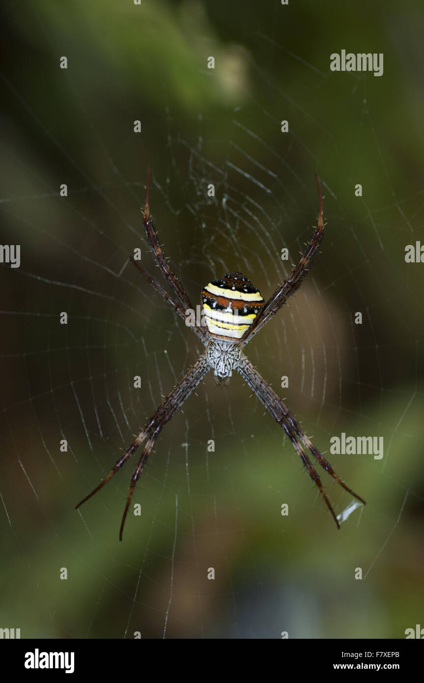 Multicoloured St. Andrew's Cross Spider (Argiope versicolor) adult female, on web, Klunkung, Bali, Lesser Sunda Islands, Indonesia, September Stock Photo