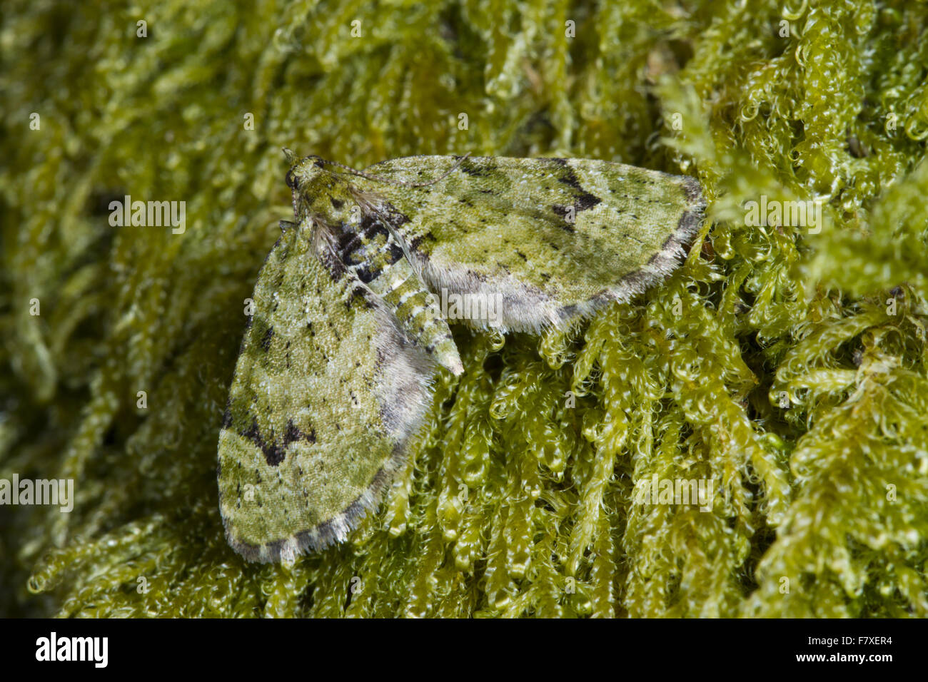V-pug (Chloroclystis v-ata) adult, resting on moss, Powys, Wales, April Stock Photo