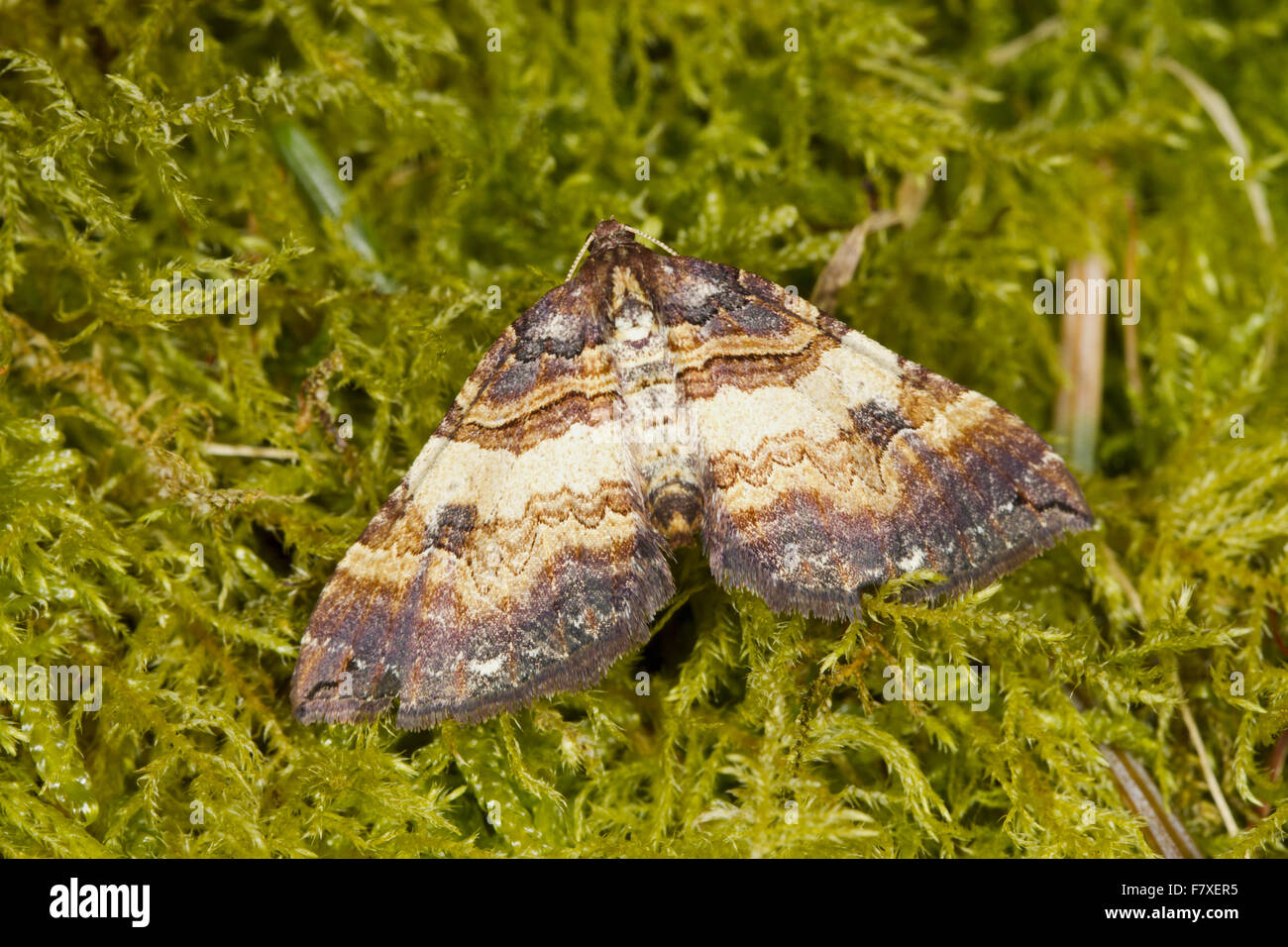 Shoulder Stripe (Earophila badiata) adult, resting on moss, Powys, Wales, April Stock Photo