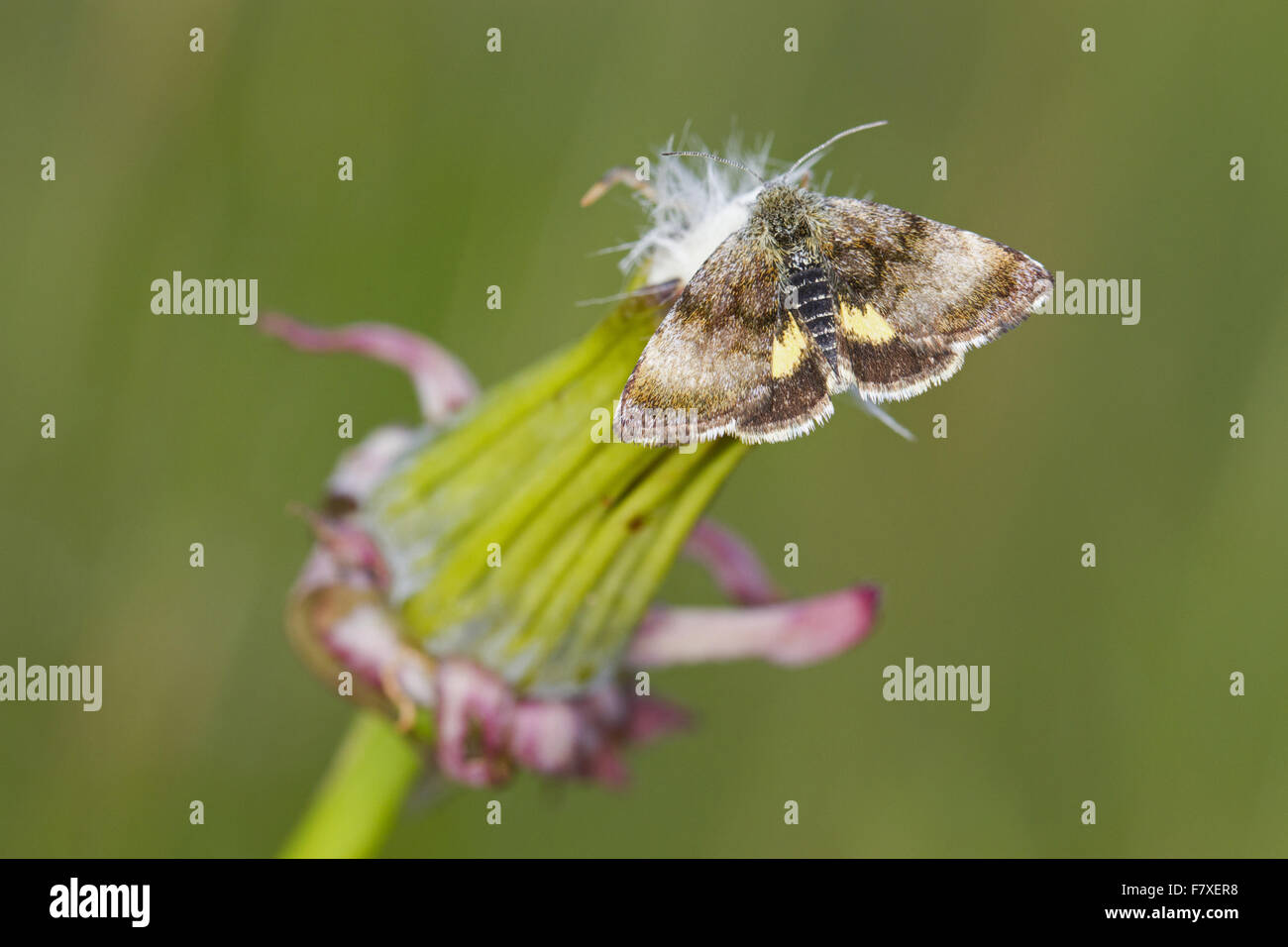 Small Yellow Underwing (Panemeria tenebrata) adult, resting on seedhead, Powys, Wales, May Stock Photo
