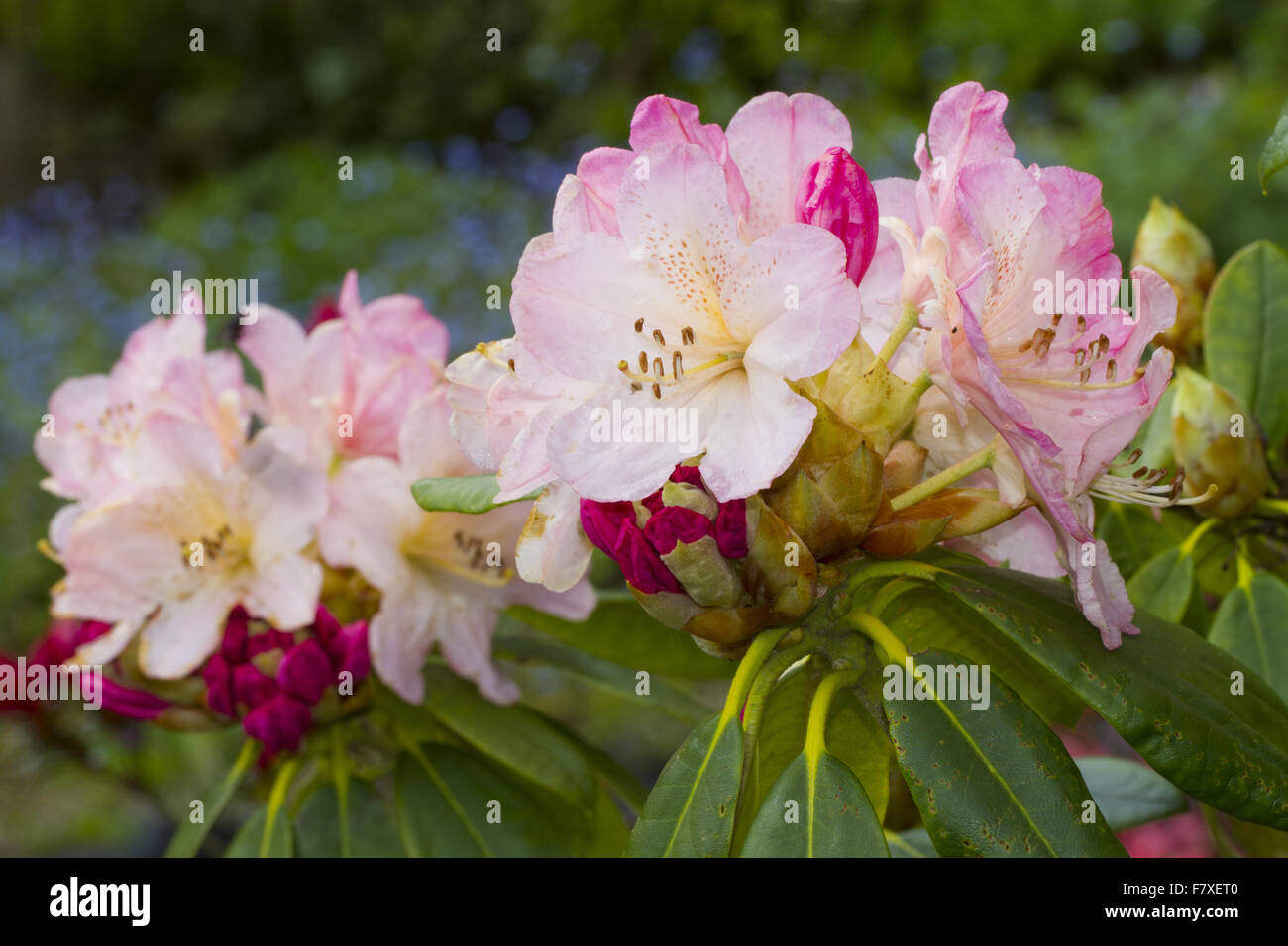 Cultivated Rhododendron (Rhododendron sp.) 'Percy Wiseman', close-up of flowers, growing in garden, Powys, Wales, May Stock Photo