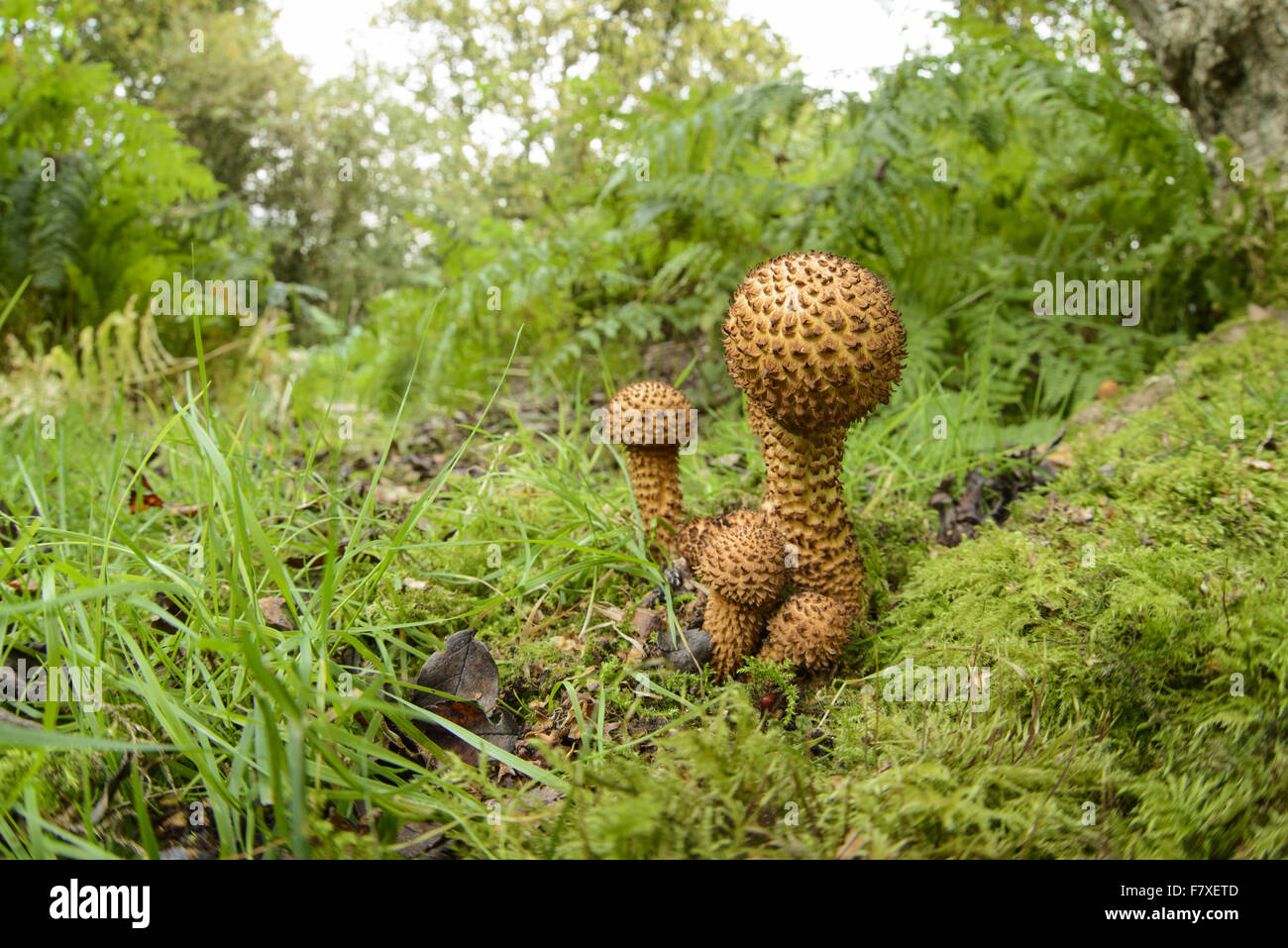Shaggy Scalycap (Pholiota squarrosa) fruiting bodies, growing in deciduous woodland, Cannock Chase, Staffordshire, England, September Stock Photo