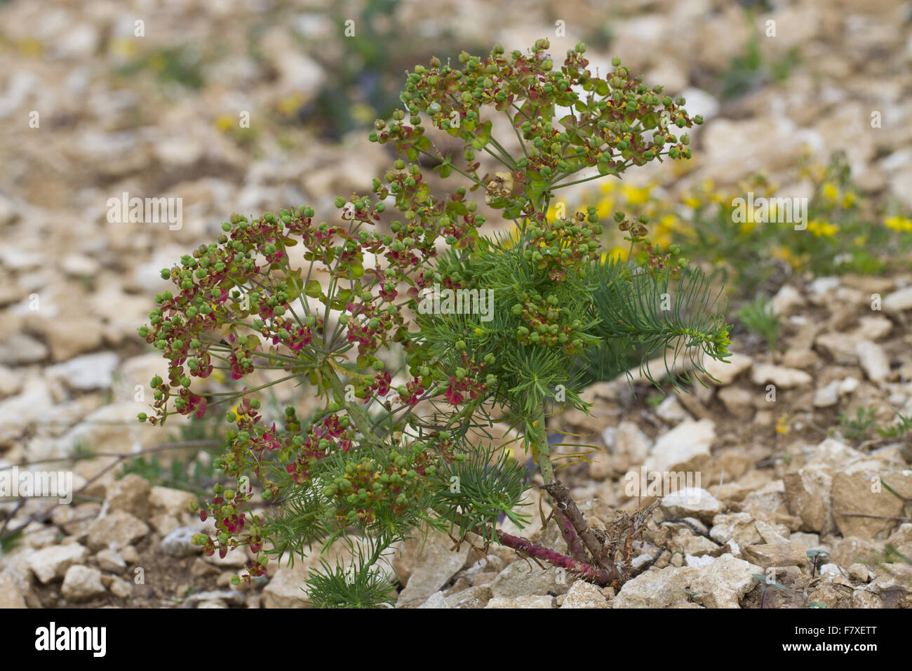 Cypress Spurge (Euphorbia cyparissias) in fruit, growing in broken limestone, Causse de Gramat, Massif Central, Lot Region, France, May Stock Photo