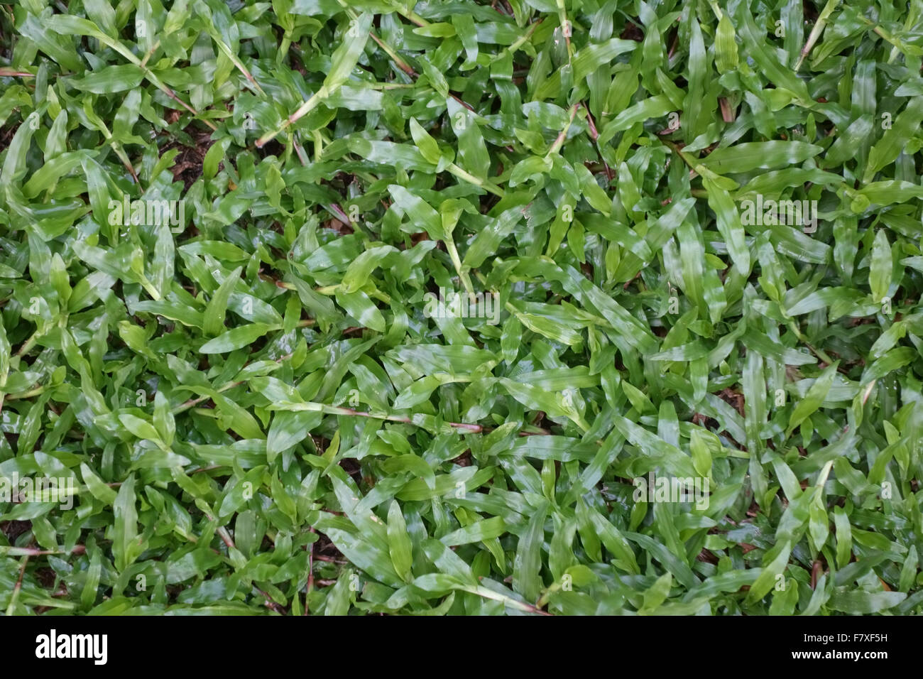 Blanket grass, Axonopus compressus, prostrate plants in lawn, Bangkok, Thailand, February Stock Photo