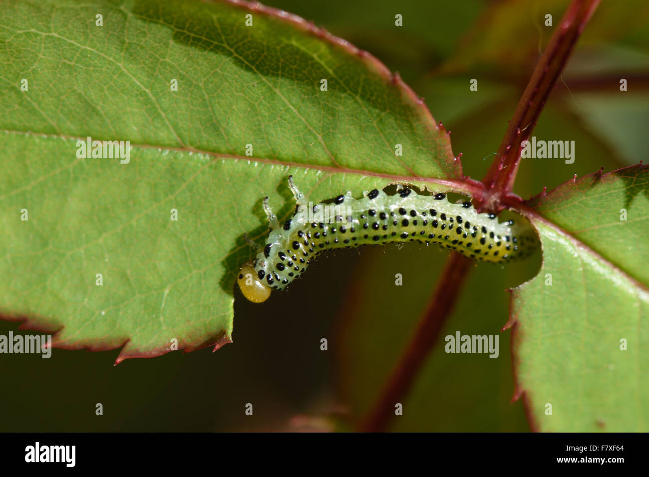 Large rose sawfly, Arge pagana, larva on damaged ornamental rose leaf in summer, Berkshire, England, July Stock Photo