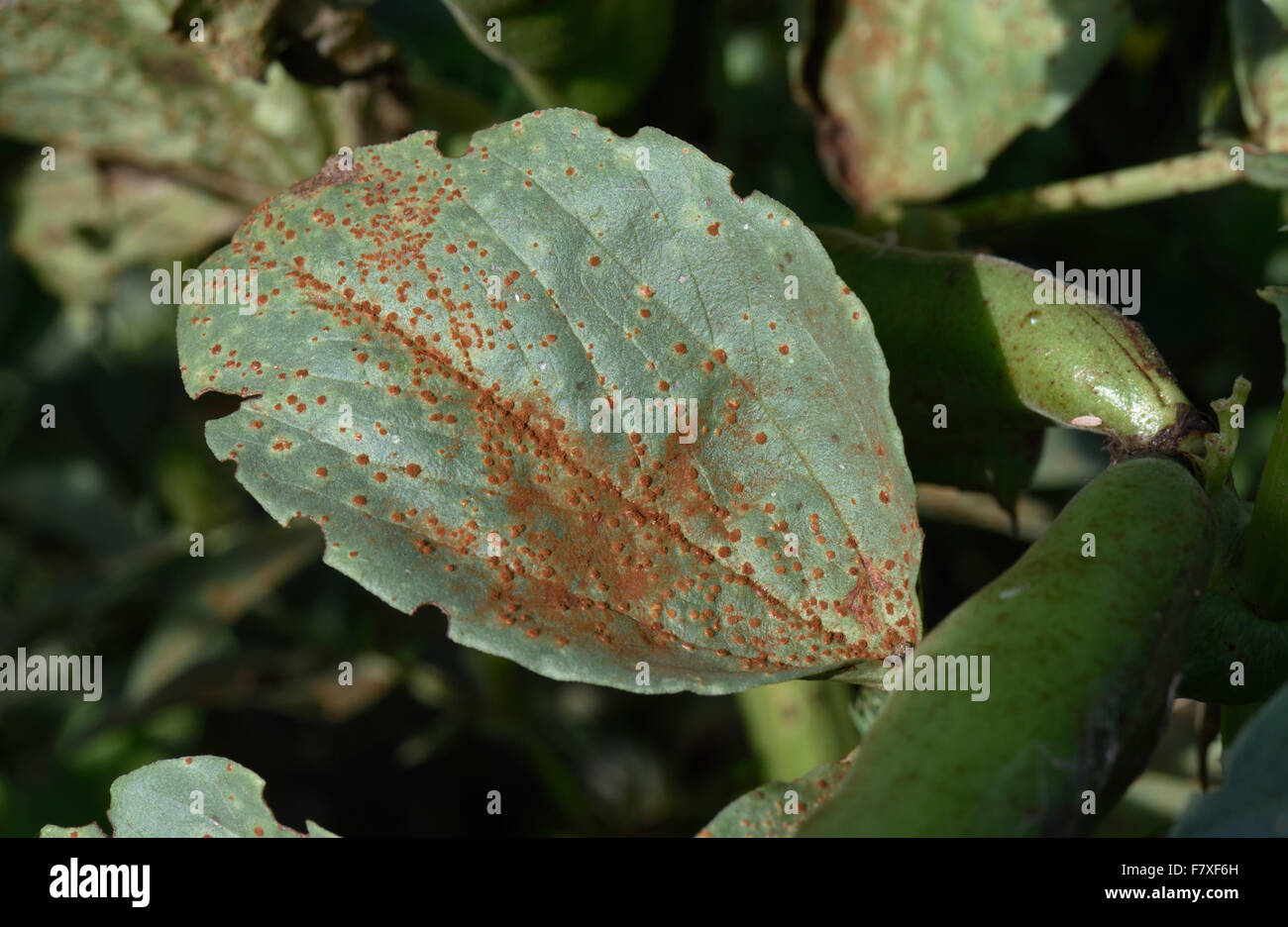 Broad bean rust, Uromyces vicia-fabae, on broad bean leaf with notches of bean weevil around edge, Berkshire, England, August Stock Photo