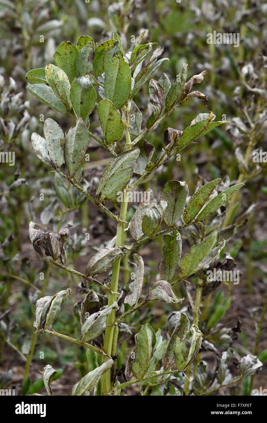 Field bean rust, Uromyces viciafabae, damage to crop of field beans, Berkshire, England, August