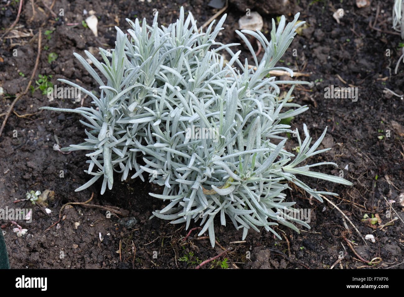 Healthy lavender plant for comparison with one suffering from shab disease, Phomopsis lavandulae, Devon, England, October Stock Photo