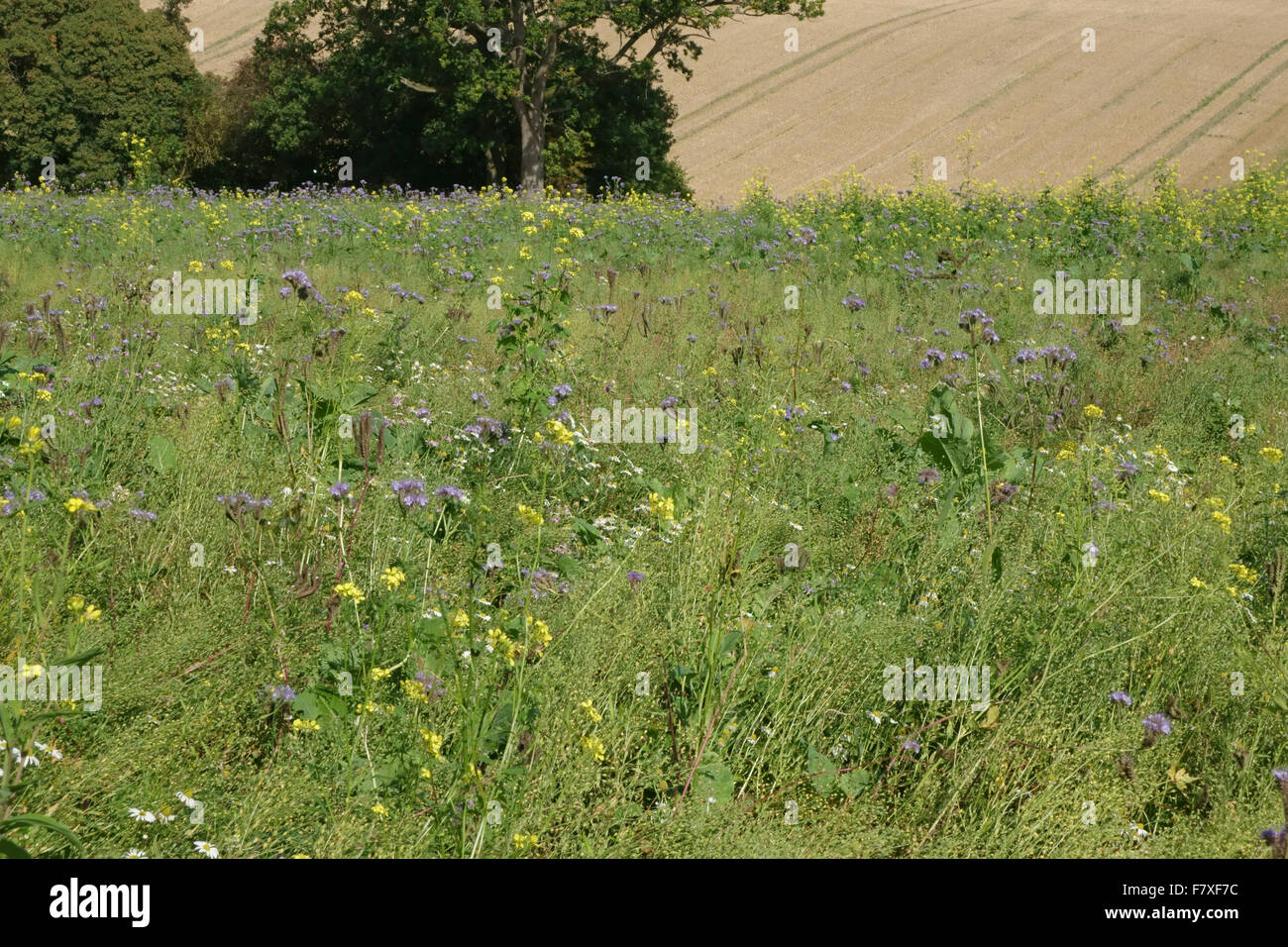 Wildflower area with flowering plants to attract insects and wildlife alongside farm crops, Berkshire, England, September Stock Photo
