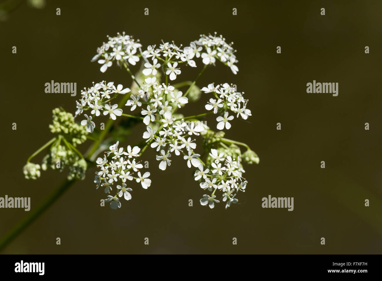 Cow Parsley, Anthriscus sylvestris, flower umbel with white florets, growing on canal bank, Berkshire, England, May Stock Photo