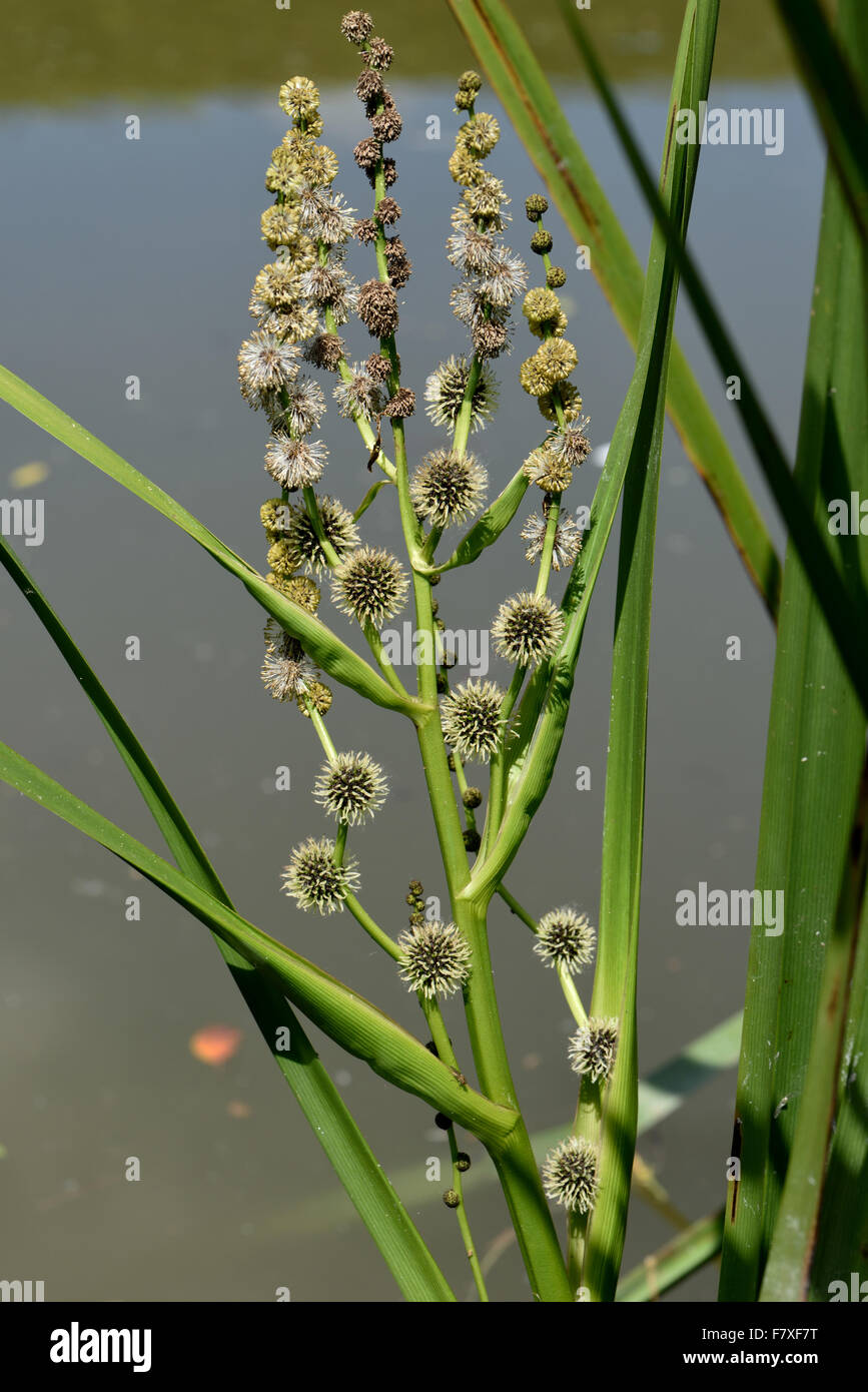 Branched bur-reed, Spaganium erectum, flowering inflorescence on a canal bank, Berkshire, England, June Stock Photo