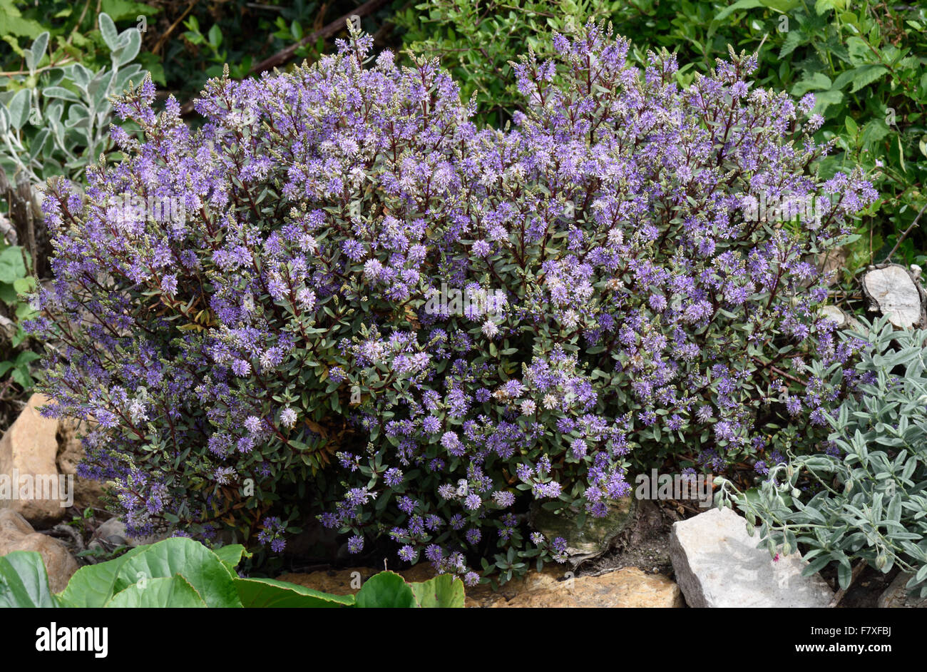 Hebe 'Caledonia', flowering small garden shrub, Berkshire, England, July Stock Photo