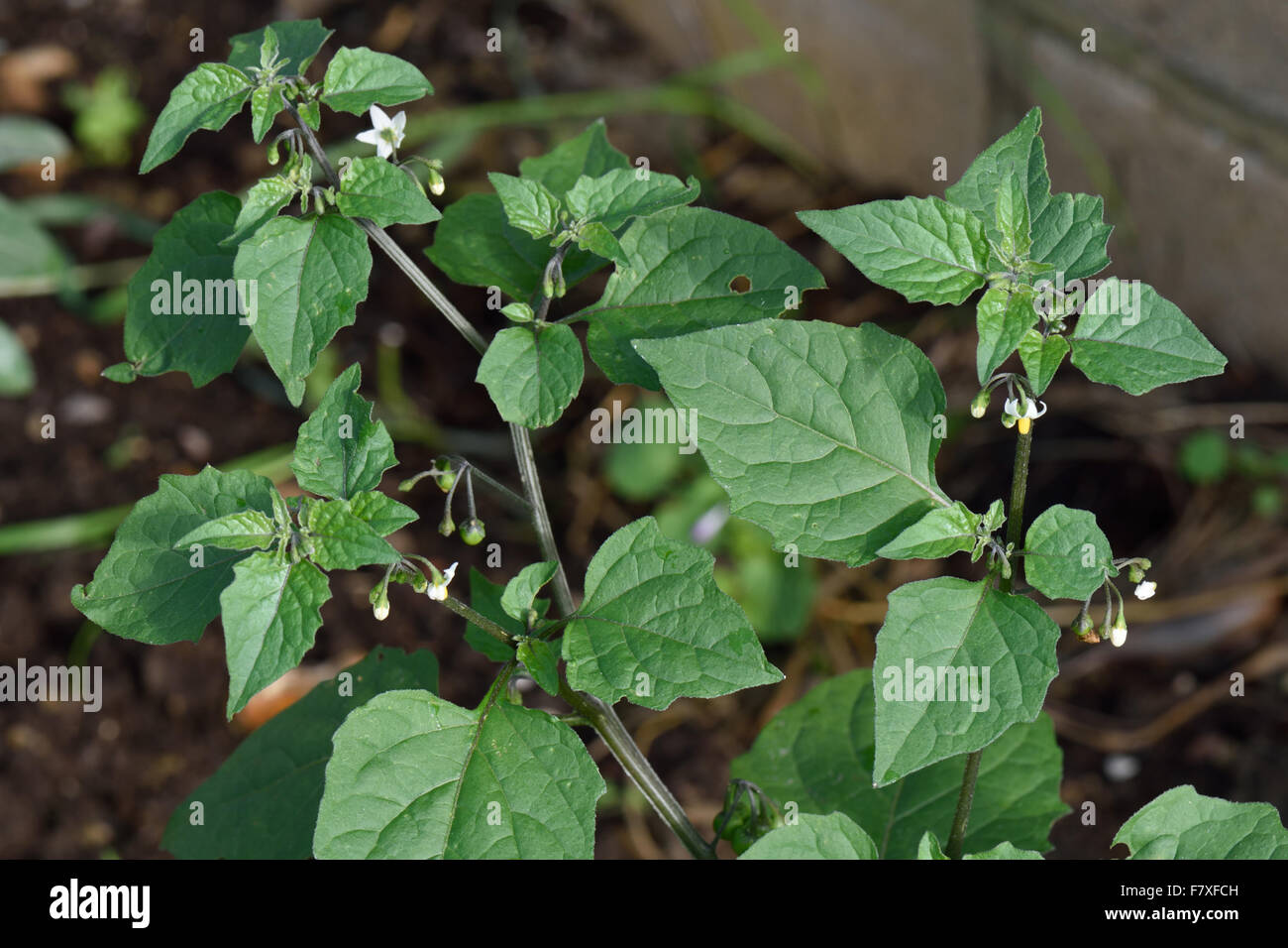 Black Nightshade, Solanum nigrum, flowering plant of annual arable weed with small white flowers and unripe green berries, Berkshire, England, August Stock Photo