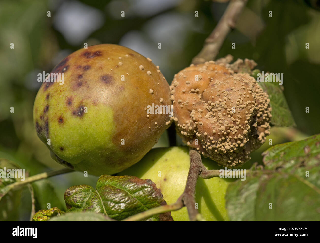 Brown rot, Monilinia spp., amongst apples on tree, Berkshire, England, September Stock Photo