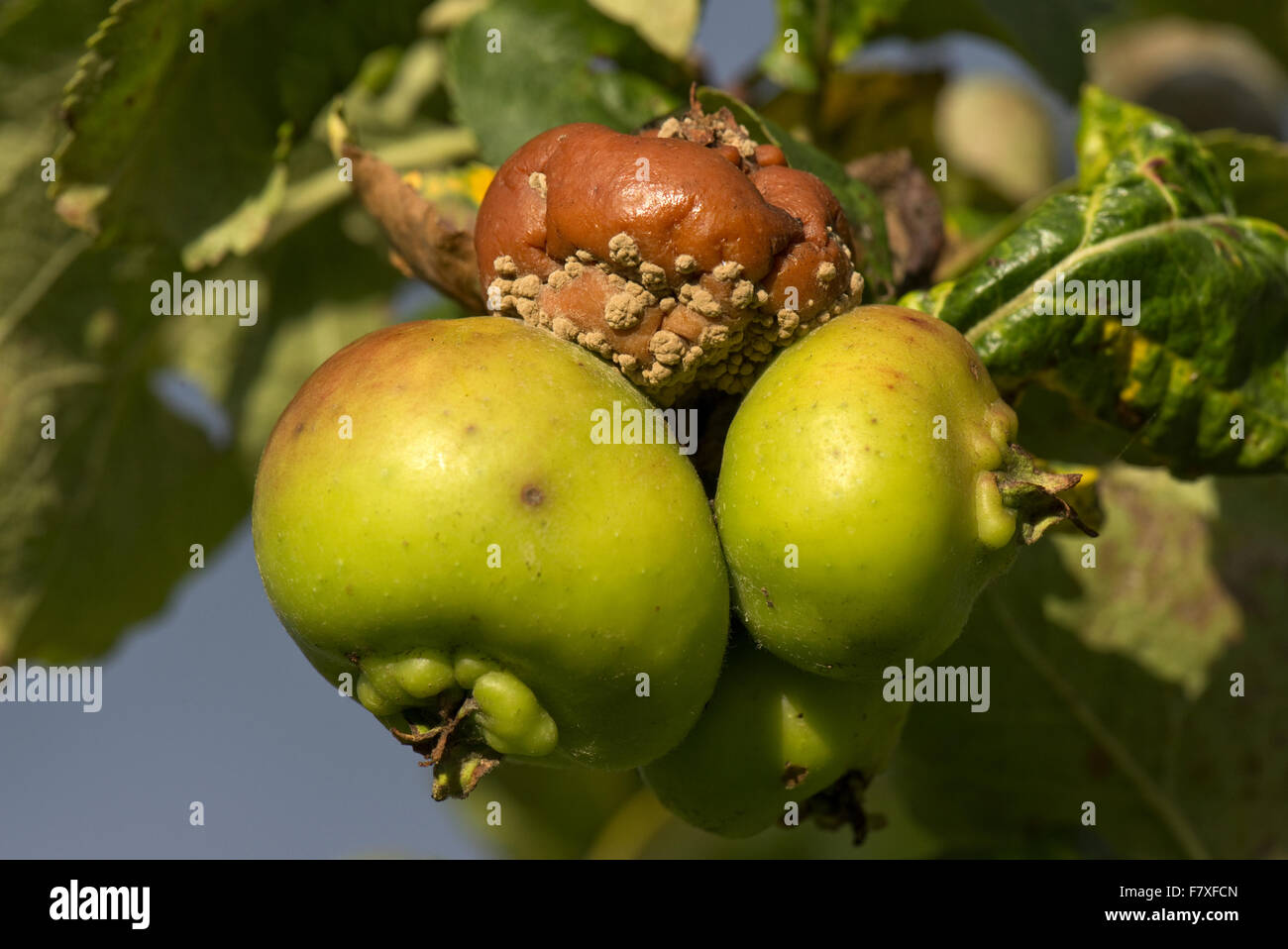 Brown rot, Monilinia spp., amongst apples on tree, Berkshire, England, September Stock Photo