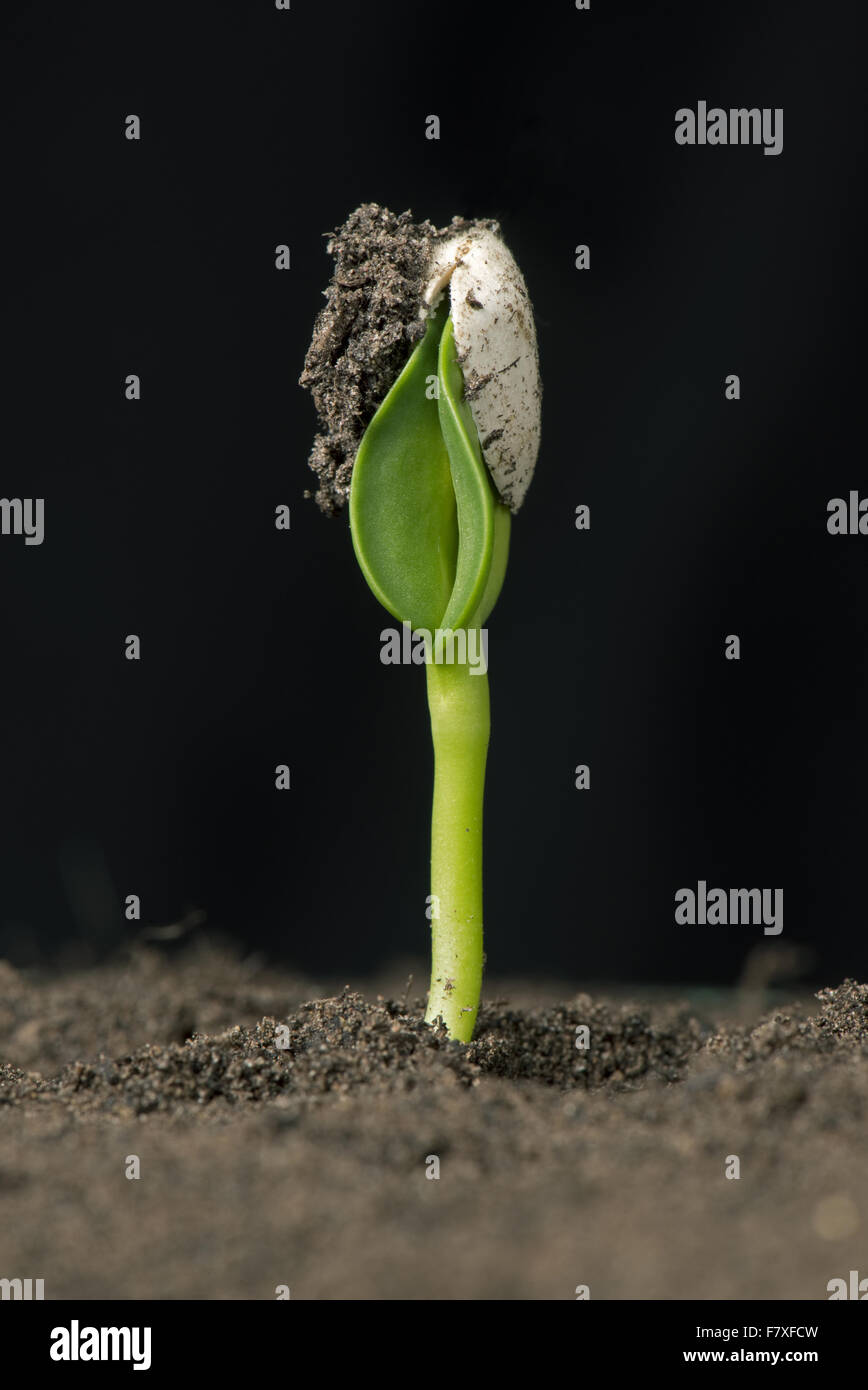 Sunflower seedling with cotyledons still trapped inside the seed coat or pericarp after germination Stock Photo