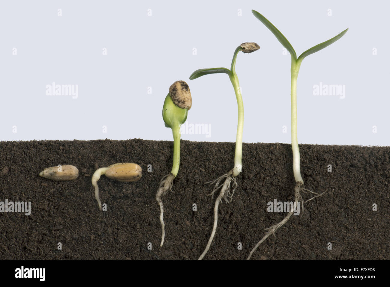 Sequence of sunflower seeds going through various stages of germination from below soil to cotyledons Stock Photo