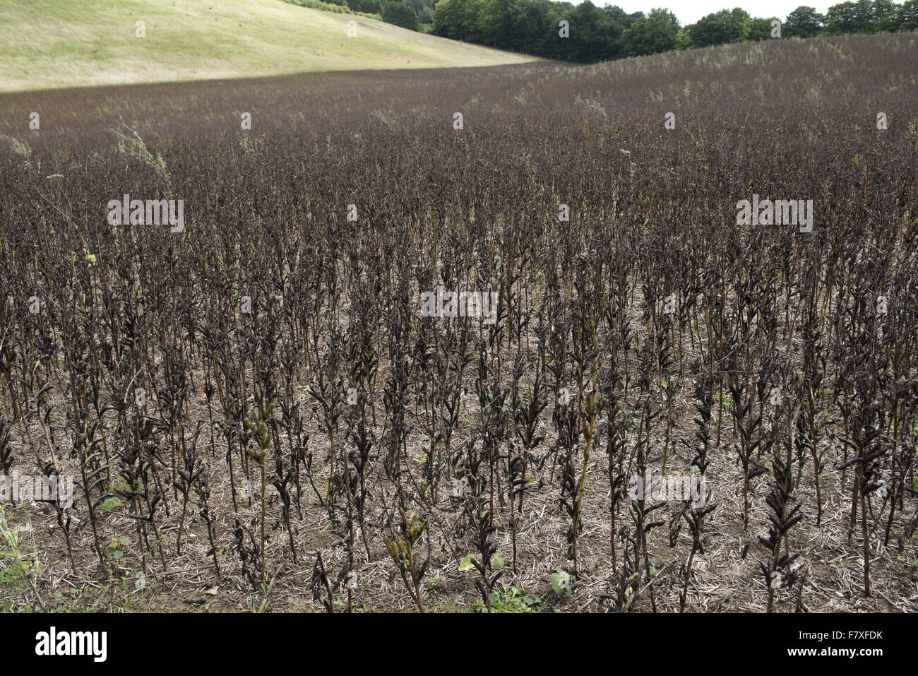 Field bean rust, Uromyces viciafabae, damage to crop of field beans