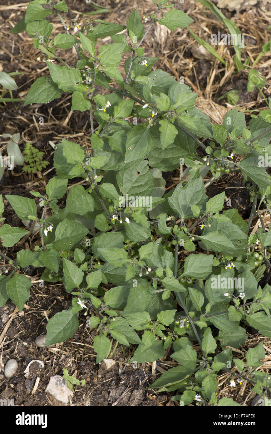 Black Nightshade, Solanum nigrum, flowering plant of an annual arable weed with small white flowers and unripe green berries, Berkshire, England, September Stock Photo